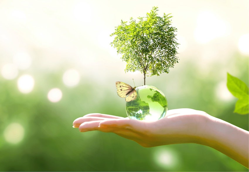 Nachhaltigkeit, ein kleiner Baum auf einer Hand mit Schmetterling 