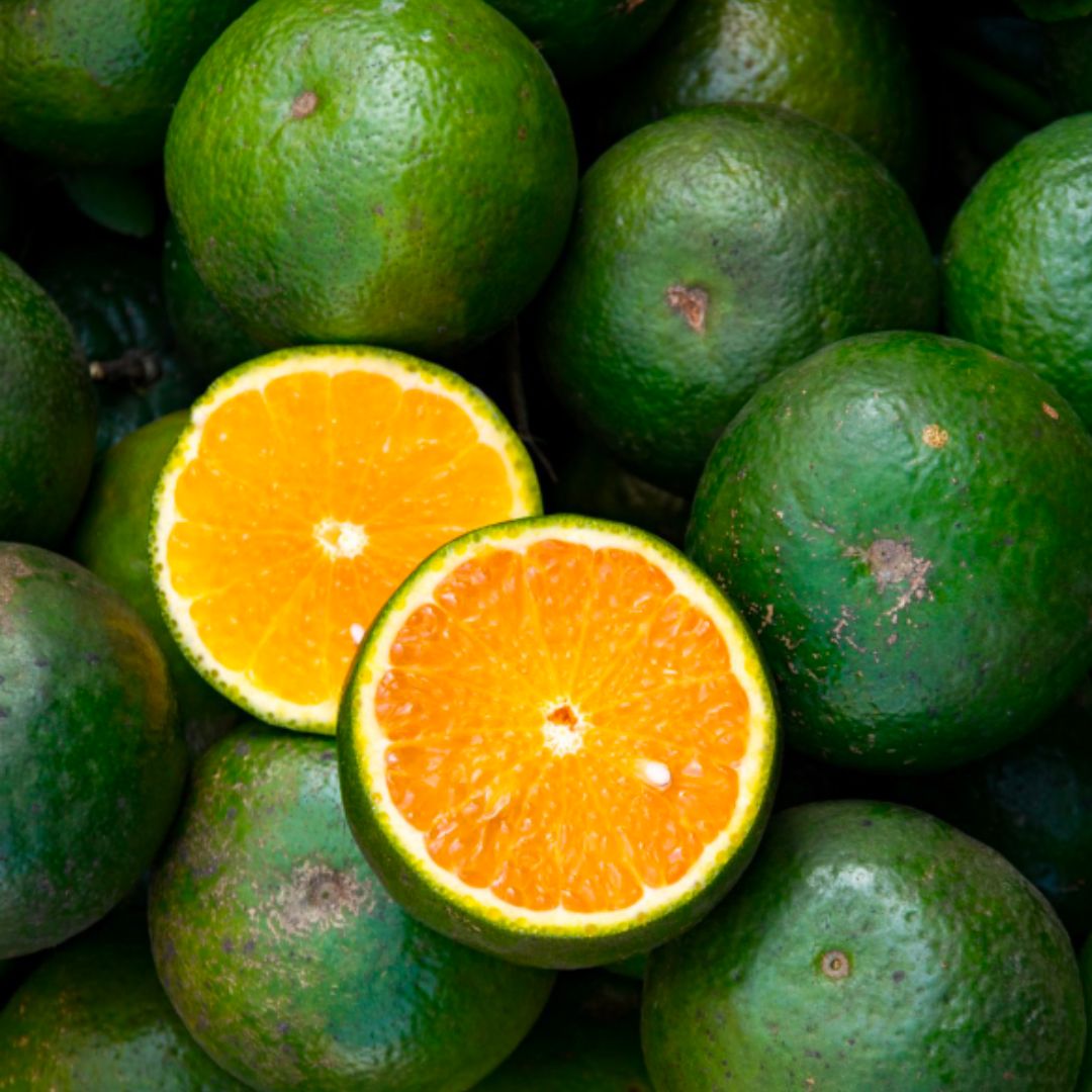 Lady Trieu King Orange Flavored Gin - Vietnamesische Königscitrus